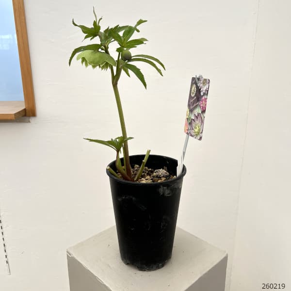 高正園さんのクリスマスローズ：26-50ダブル／5号ポット【現品販売】