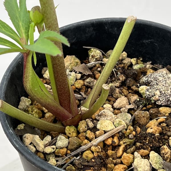 高正園さんのクリスマスローズ：26-50ダブル／5号ポット【現品販売】