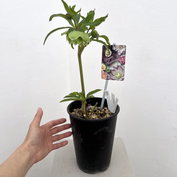 高正園さんのクリスマスローズ：26-50ダブル／5号ポット【現品販売】