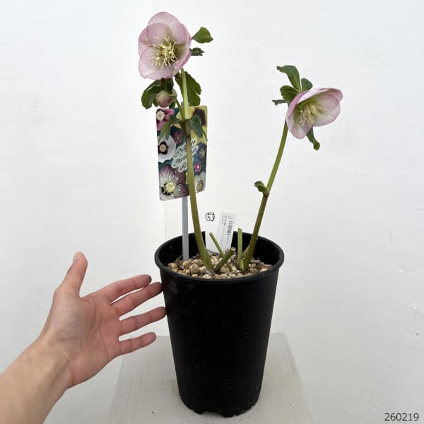 高正園さんのクリスマスローズ：26-51シングル／5号ポット【現品販売】