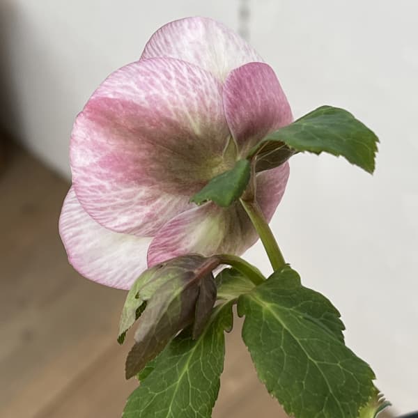 高正園さんのクリスマスローズ：26-51シングル／5号ポット【現品販売】（開花終了株）