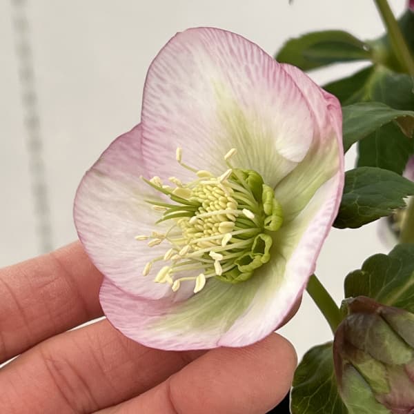 高正園さんのクリスマスローズ：26-51シングル／5号ポット【現品販売】（開花終了株）