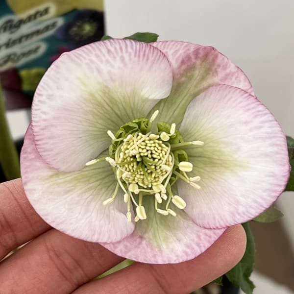 高正園さんのクリスマスローズ：26-51シングル／5号ポット【現品販売】（開花終了株）