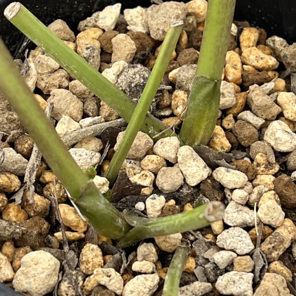 高正園さんのクリスマスローズ：26-51シングル／5号ポット【現品販売】（開花終了株）