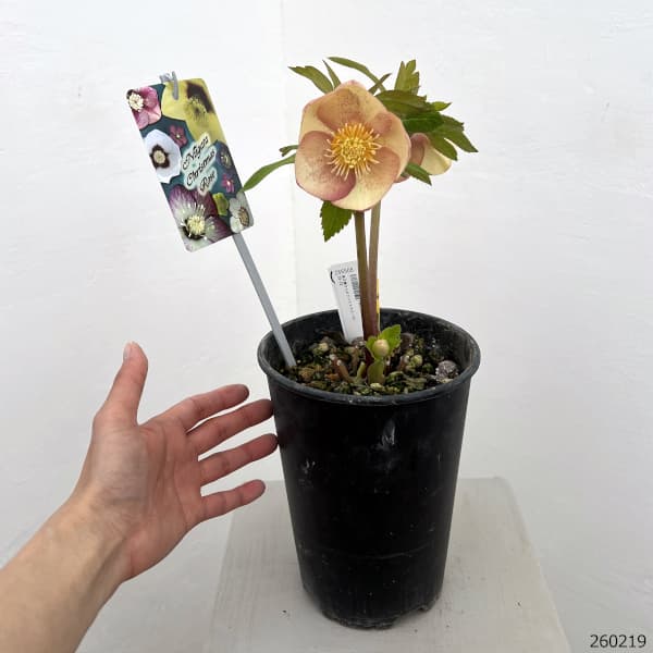 高正園さんのクリスマスローズ：26-52シングル／5号ポット【現品販売】