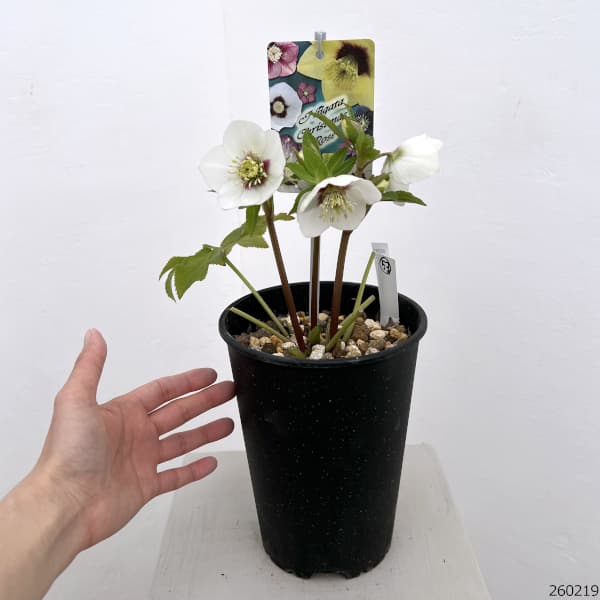 高正園さんのクリスマスローズ：26-53シングル／5号ポット【現品販売】