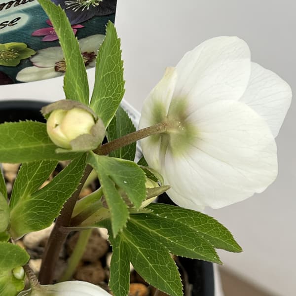 高正園さんのクリスマスローズ：26-53シングル／5号ポット【現品販売】（開花終了株）