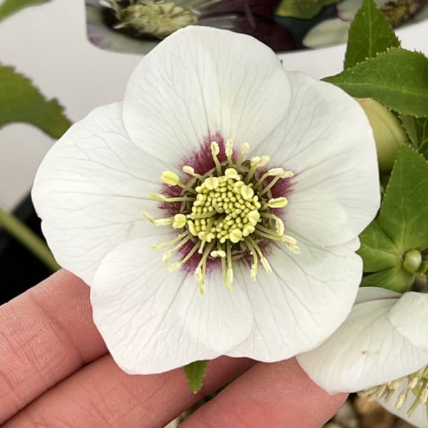 高正園さんのクリスマスローズ：26-53シングル／5号ポット【現品販売】（開花終了株）