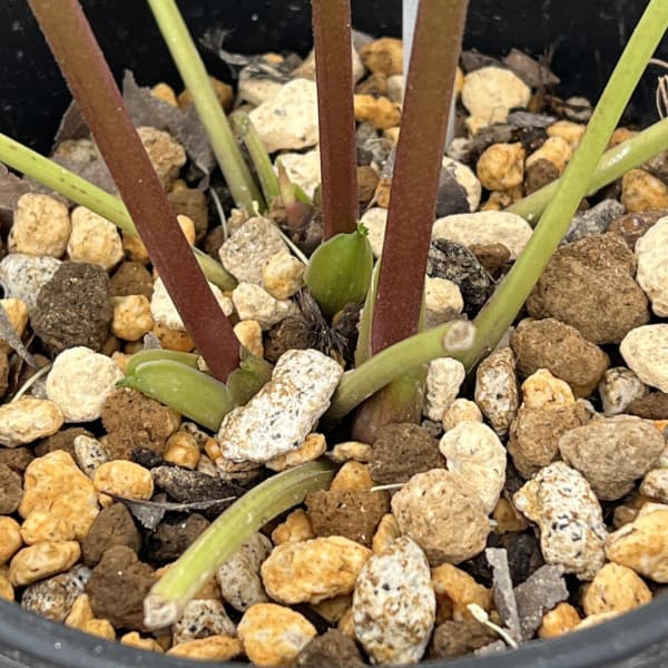 高正園さんのクリスマスローズ：26-53シングル／5号ポット【現品販売】（開花終了株）