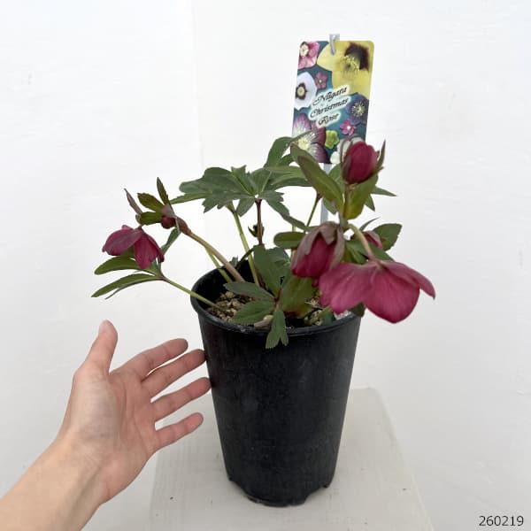 高正園さんのクリスマスローズ:26-54シングル/5号ポット【現品販売】