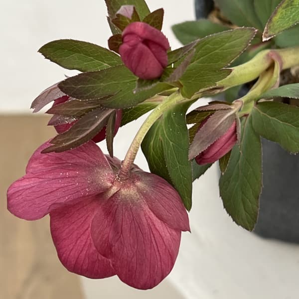 高正園さんのクリスマスローズ：26-54シングル／5号ポット【現品販売】（開花終了株）