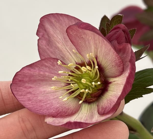 高正園さんのクリスマスローズ：26-54シングル／5号ポット【現品販売】（開花終了株）