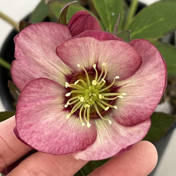 高正園さんのクリスマスローズ：26-54シングル／5号ポット【現品販売】（開花終了株）