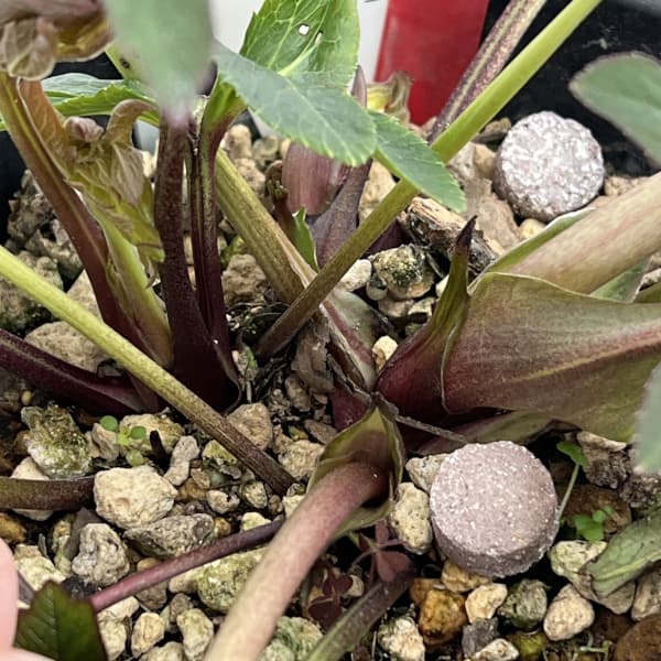 高正園さんのクリスマスローズ：26-54シングル／5号ポット【現品販売】（開花終了株）