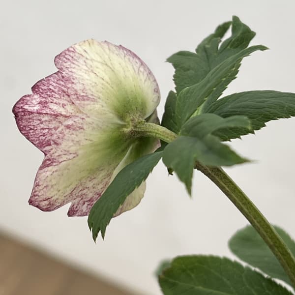 高正園さんのクリスマスローズ:26-55ダブル グリーンノート(芳香系)/5号ポット【現品販売】