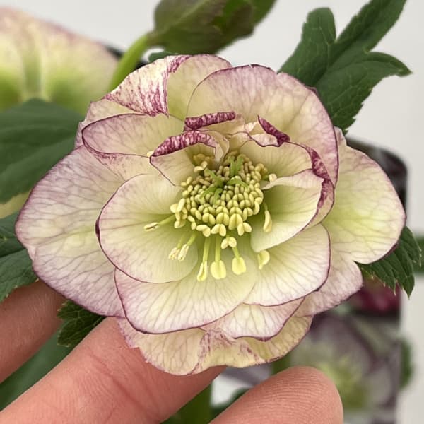 高正園さんのクリスマスローズ:26-55ダブル グリーンノート(芳香系)/5号ポット【現品販売】