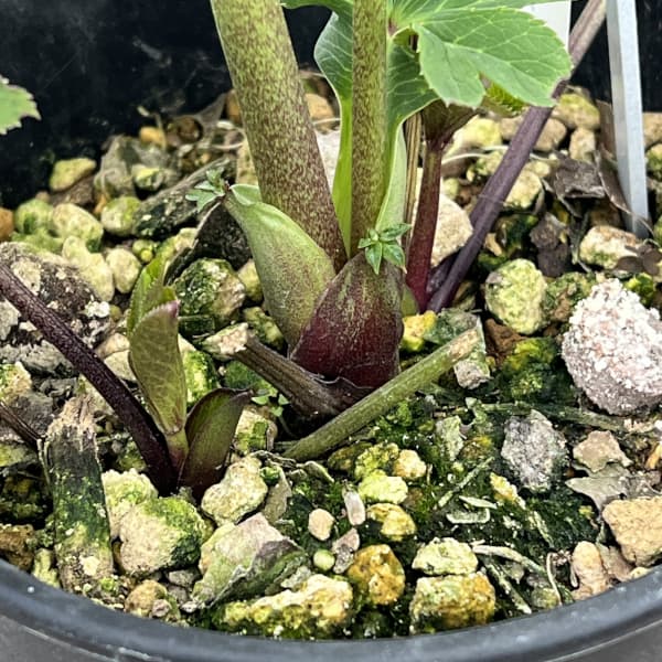 高正園さんのクリスマスローズ:26-55ダブル グリーンノート(芳香系)/5号ポット【現品販売】