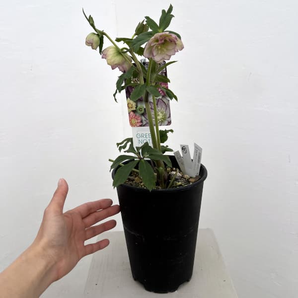 高正園さんのクリスマスローズ:26-55ダブル グリーンノート(芳香系)/5号ポット【現品販売】