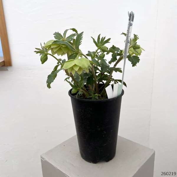 高正園さんのクリスマスローズ:26-56ダブル/5号ポット【現品販売】