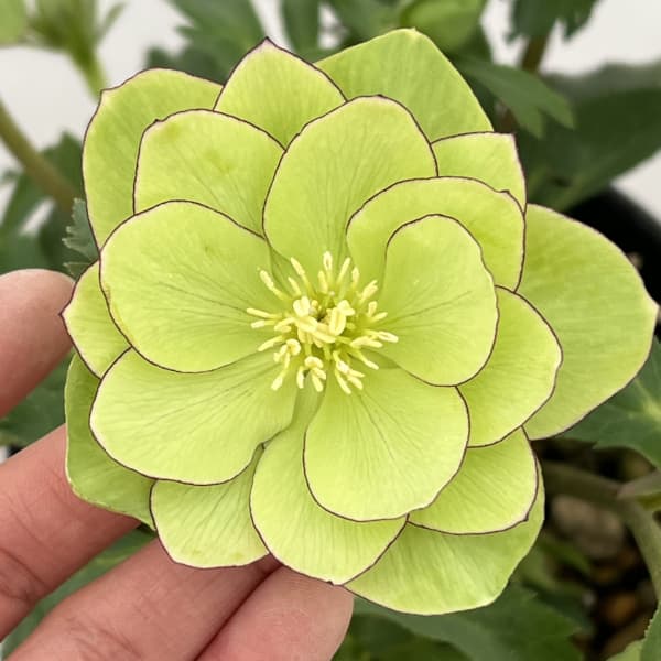 高正園さんのクリスマスローズ:26-56ダブル/5号ポット【現品販売】