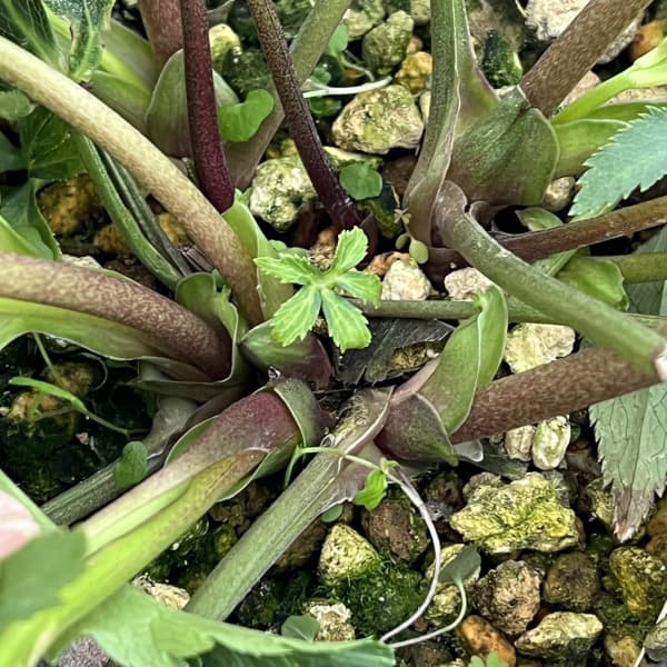 高正園さんのクリスマスローズ:26-56ダブル/5号ポット【現品販売】