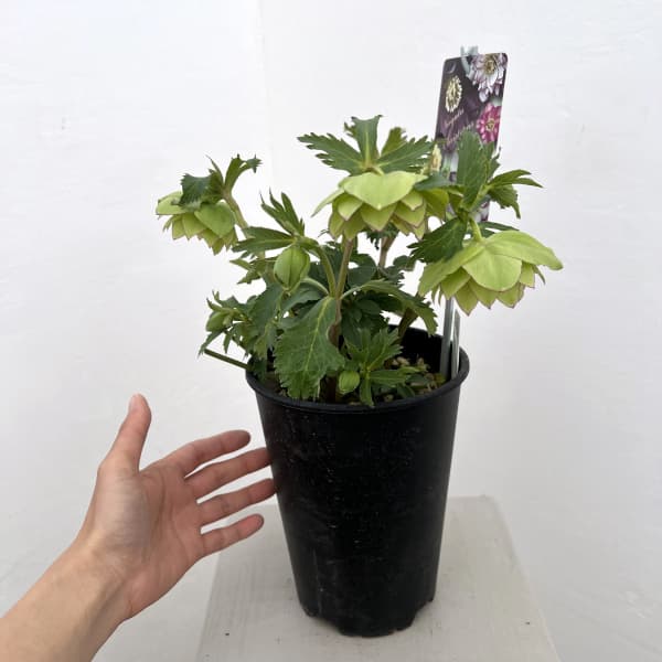 高正園さんのクリスマスローズ:26-56ダブル/5号ポット【現品販売】