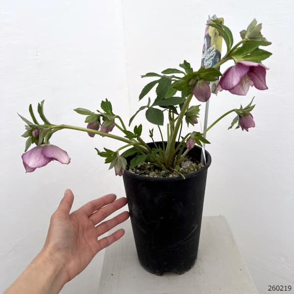 高正園さんのクリスマスローズ:26-57/5号ポット【現品販売】