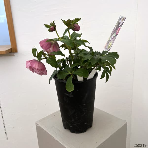 高正園さんのクリスマスローズ：26-58ダブル　多弁／5号ポット【現品販売】