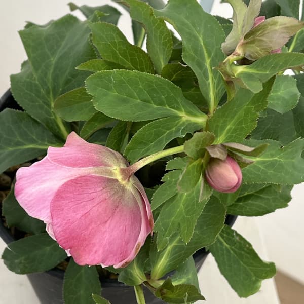 高正園さんのクリスマスローズ：26-58ダブル　多弁／5号ポット【現品販売】