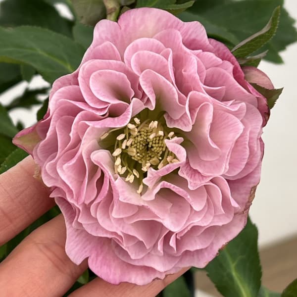 高正園さんのクリスマスローズ：26-58ダブル　多弁／5号ポット【現品販売】