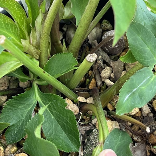 高正園さんのクリスマスローズ：26-58ダブル　多弁／5号ポット【現品販売】