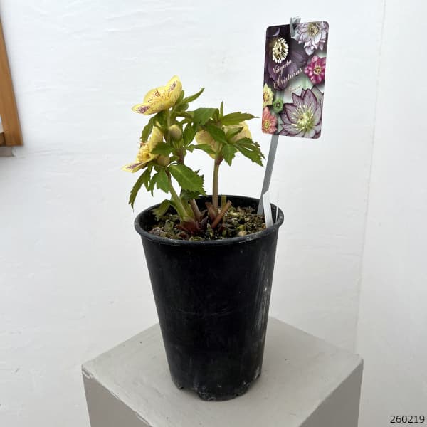 高正園さんのクリスマスローズ：26-59セミダブル／5号ポット【現品販売】