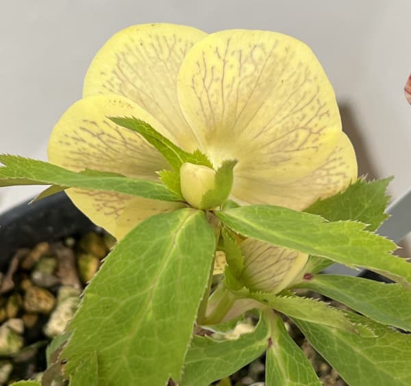 高正園さんのクリスマスローズ：26-59セミダブル／5号ポット【現品販売】