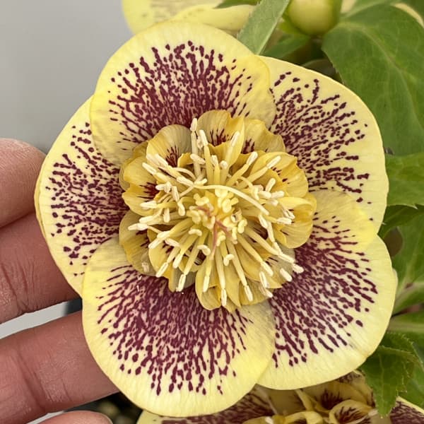 高正園さんのクリスマスローズ：26-59セミダブル／5号ポット【現品販売】