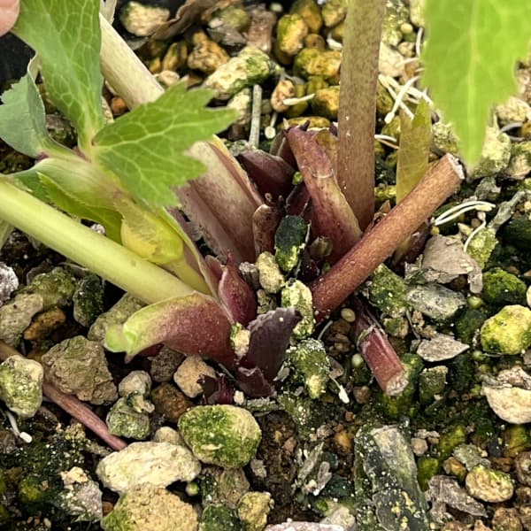 高正園さんのクリスマスローズ：26-59セミダブル／5号ポット【現品販売】