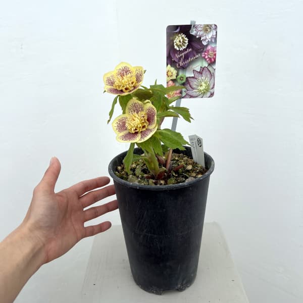 高正園さんのクリスマスローズ：26-59セミダブル／5号ポット【現品販売】