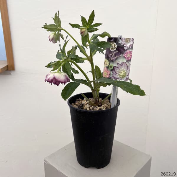 高正園さんのクリスマスローズ：26-60ダブル／5号ポット【現品販売】