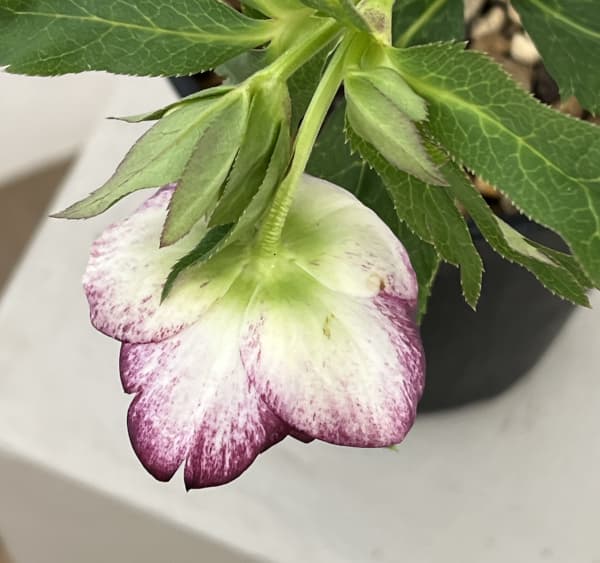 高正園さんのクリスマスローズ：26-60ダブル／5号ポット【現品販売】