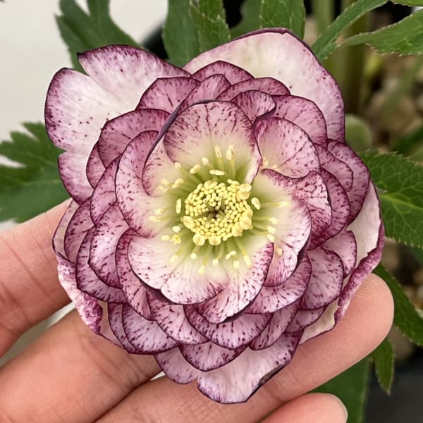 高正園さんのクリスマスローズ：26-60ダブル／5号ポット【現品販売】