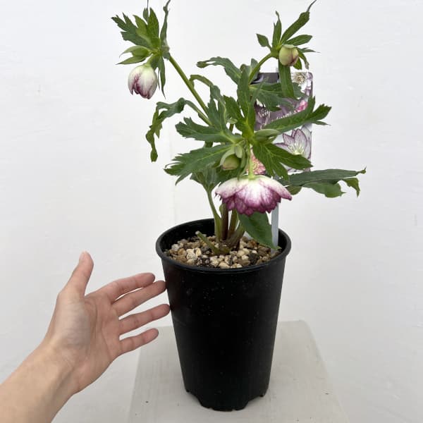 高正園さんのクリスマスローズ：26-60ダブル／5号ポット【現品販売】