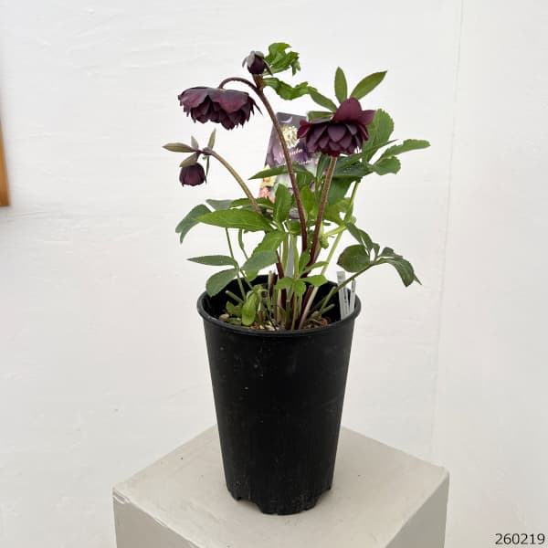 高正園さんのクリスマスローズ：26-61ダブル　多弁／5号ポット【現品販売】