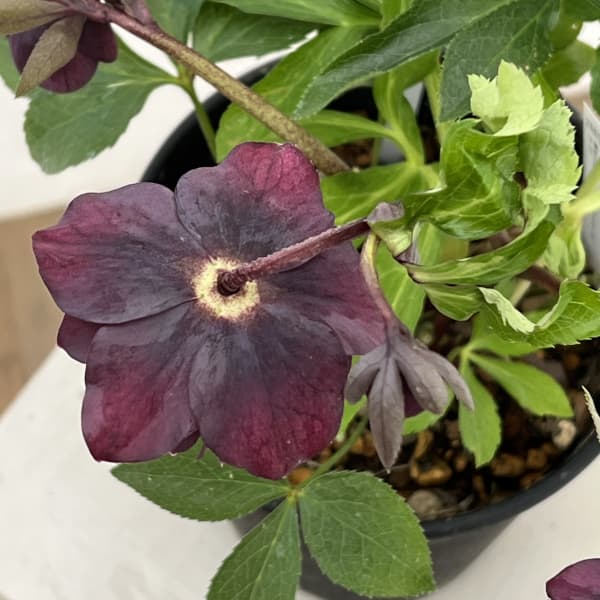 高正園さんのクリスマスローズ：26-61ダブル　多弁／5号ポット【現品販売】