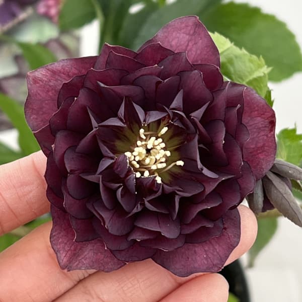 高正園さんのクリスマスローズ：26-61ダブル　多弁／5号ポット【現品販売】