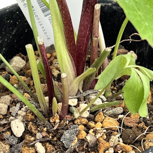 高正園さんのクリスマスローズ：26-61ダブル　多弁／5号ポット【現品販売】