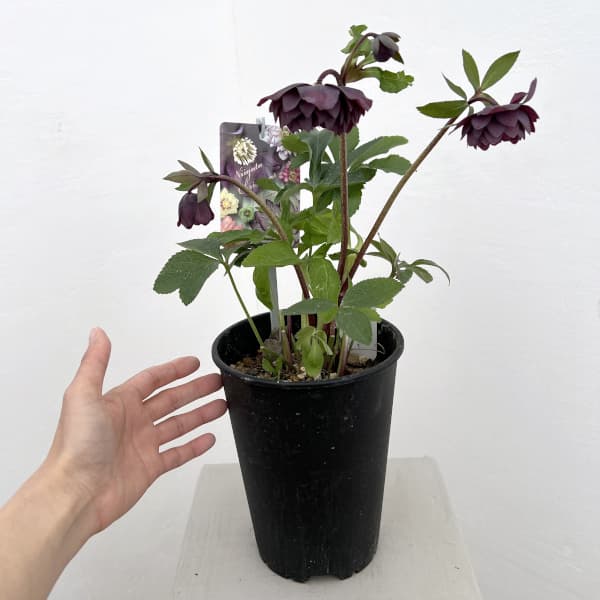 高正園さんのクリスマスローズ：26-61ダブル　多弁／5号ポット【現品販売】