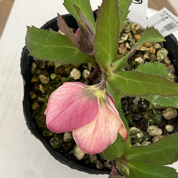 高正園さんのクリスマスローズ:26-62シングル/4.5号ポット【現品販売】(開花終了株)