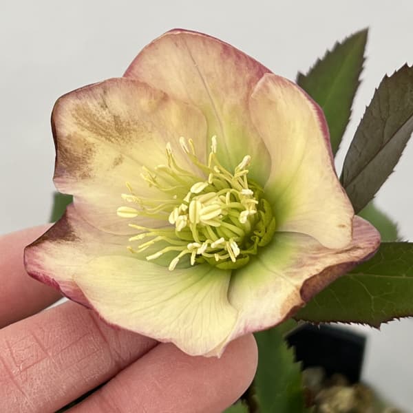 高正園さんのクリスマスローズ:26-62シングル/4.5号ポット【現品販売】(開花終了株)