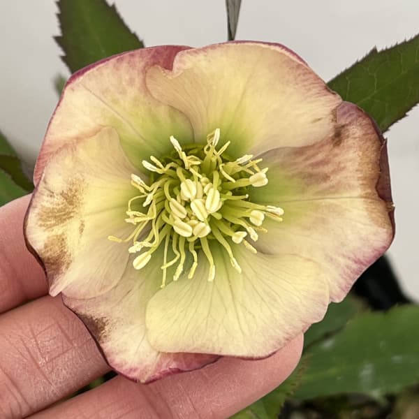 高正園さんのクリスマスローズ:26-62シングル/4.5号ポット【現品販売】(開花終了株)