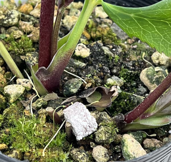 高正園さんのクリスマスローズ:26-62シングル/4.5号ポット【現品販売】(開花終了株)