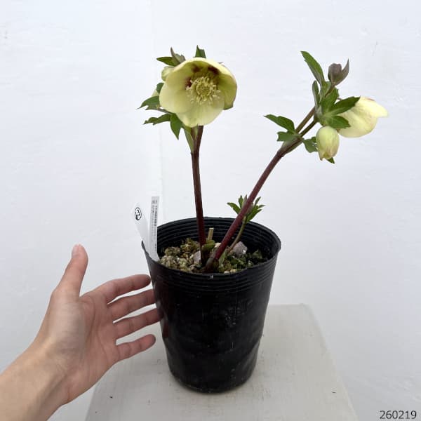 高正園さんのクリスマスローズ：26-63シングル／4.5号ポット【現品販売】